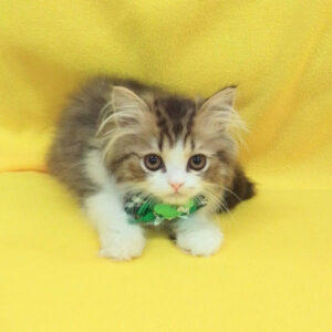 Alternative view of ミヌエット