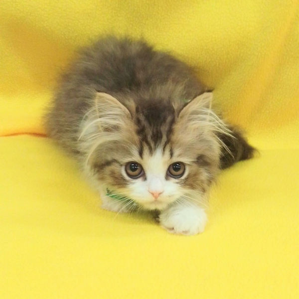 ミヌエット - 画像 (5)