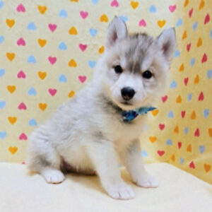 Alternative view of シベリアン・ハスキー