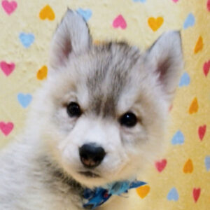 シベリアン・ハスキー