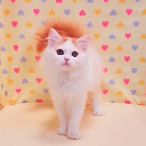 Alternative view of ミヌエット