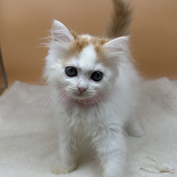 ミヌエット - 画像 (2)