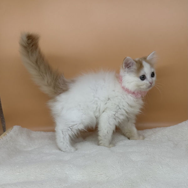 ミヌエット - 画像 (3)