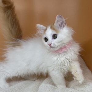 Alternative view of ミヌエット