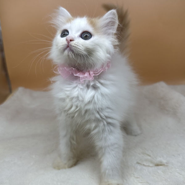 ミヌエット - 画像 (5)