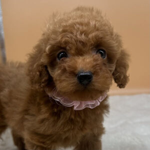 トイ・プードル