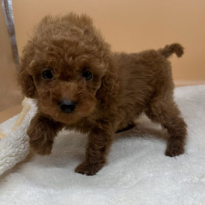 Alternative view of トイ・プードル