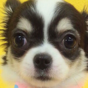 チワワ (ロングコート)