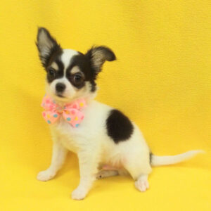 Alternative view of チワワ (ロングコート)