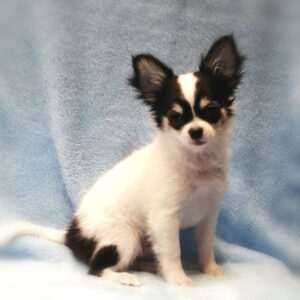 Alternative view of チワワ (ロングコート)