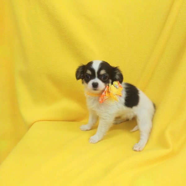 チワワ (ロングコート) - 画像 (3)