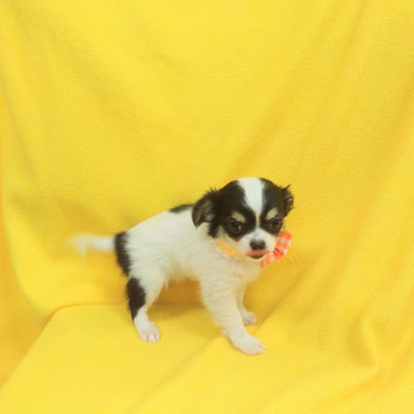 チワワ (ロングコート) - 画像 (4)