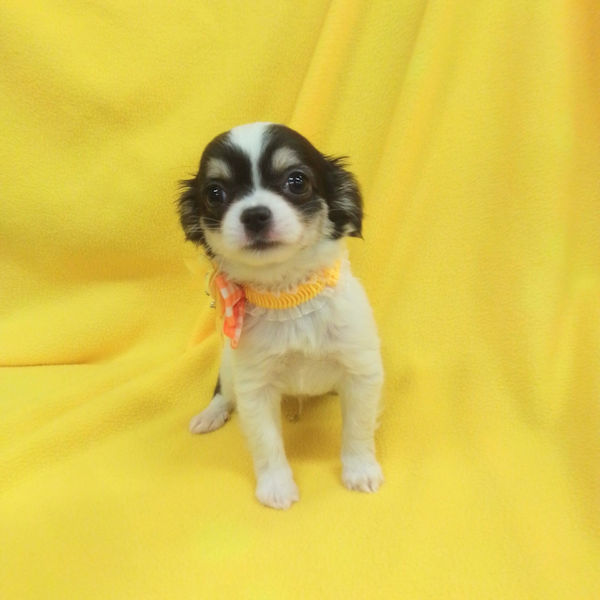 チワワ (ロングコート) - 画像 (2)