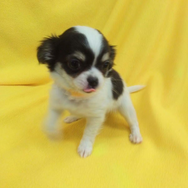 チワワ (ロングコート) - 画像 (5)