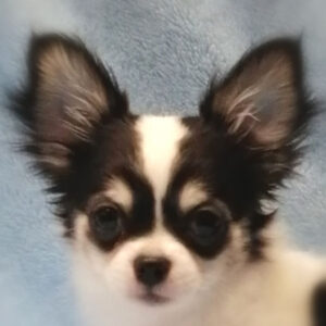 チワワ (ロングコート)