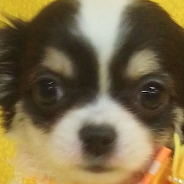 チワワ (ロングコート)