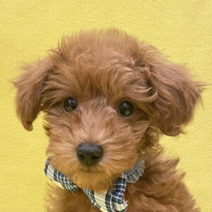 トイ・プードル