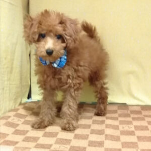 Alternative view of トイ・プードル