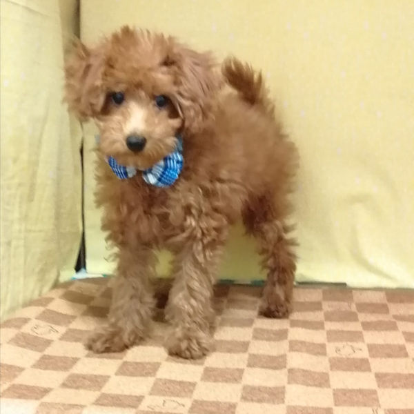 トイ・プードル - 画像 (2)