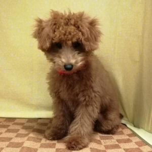 Alternative view of トイ・プードル