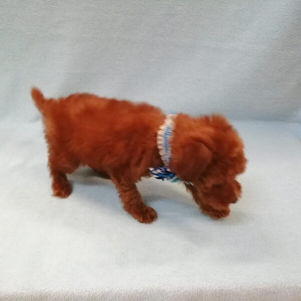 トイ・プードル - 画像 (4)