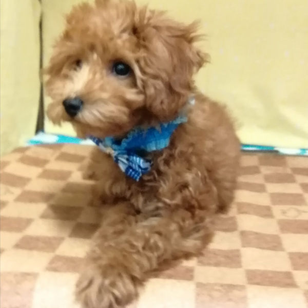 トイ・プードル - 画像 (3)