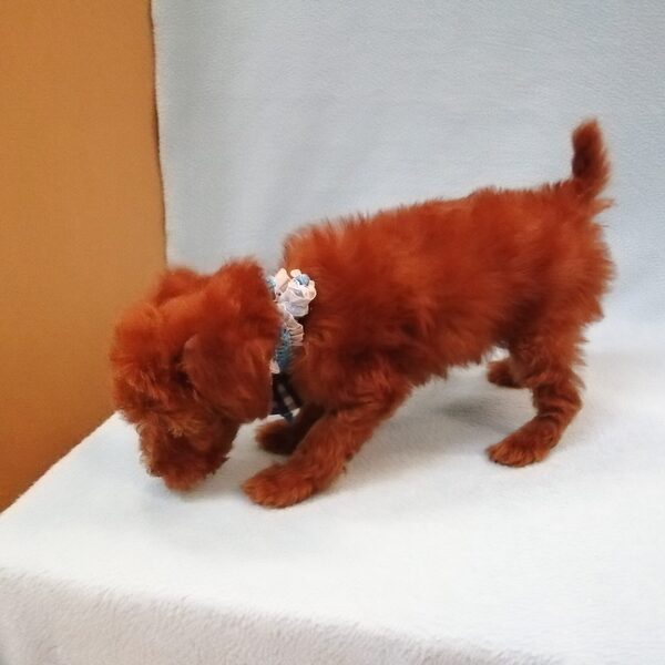 トイ・プードル - 画像 (5)