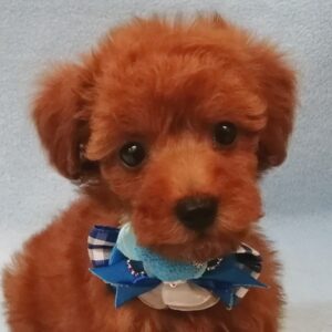 トイ・プードル