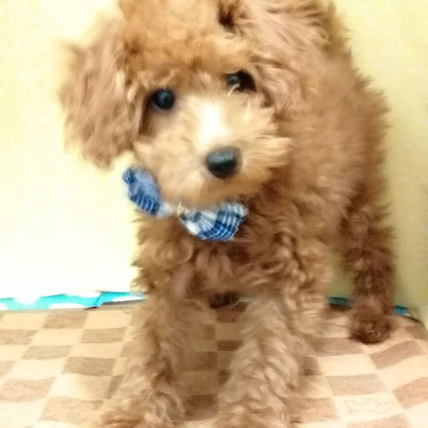 トイ・プードル - 画像 (4)