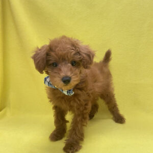 Alternative view of トイ・プードル