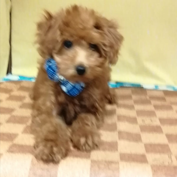 トイ・プードル - 画像 (5)