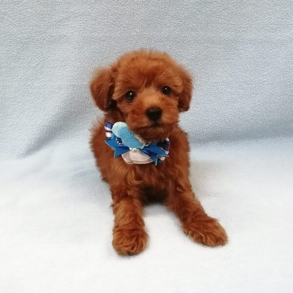 トイ・プードル - 画像 (2)