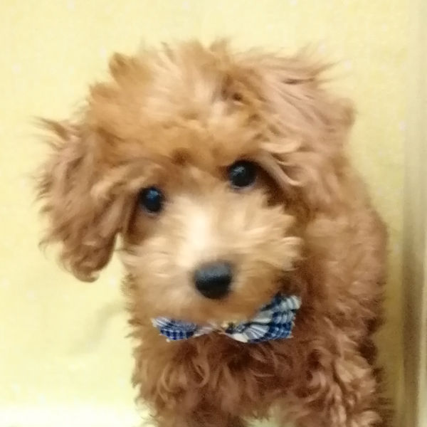 トイ・プードル