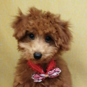 トイ・プードル