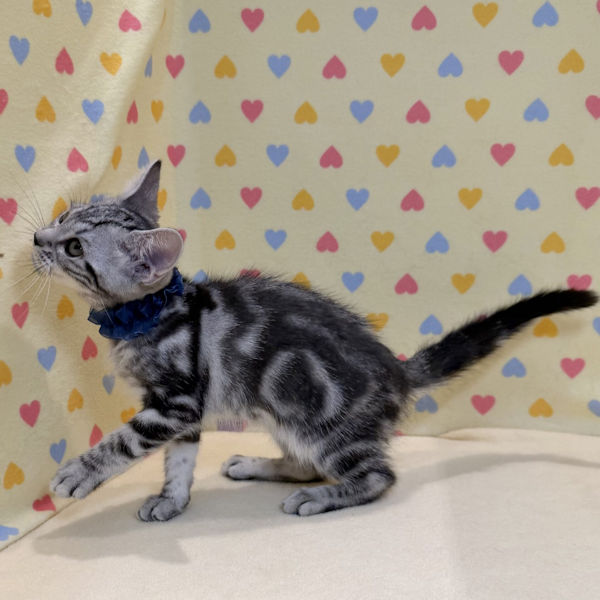 マンチカン - 画像 (3)