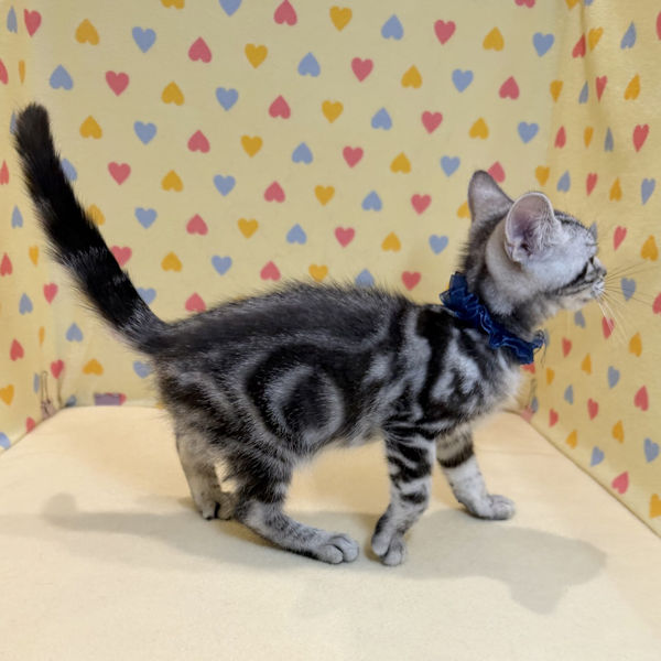 マンチカン - 画像 (4)