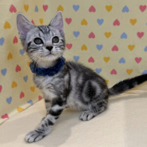 Alternative view of マンチカン