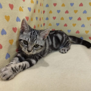 Alternative view of マンチカン