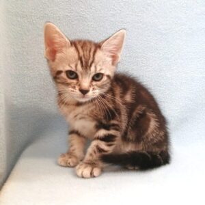 Alternative view of マンチカン