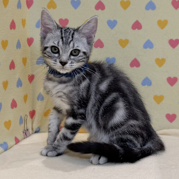 マンチカン - 画像 (5)