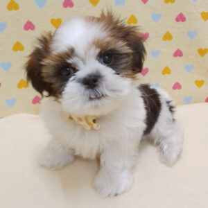 Alternative view of シー・ズー