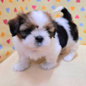 Alternative view of シー・ズー