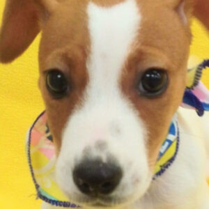 ジャック・ラッセル・テリア