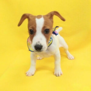 Alternative view of ジャック・ラッセル・テリア