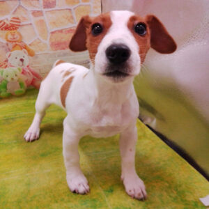 Alternative view of ジャック・ラッセル・テリア