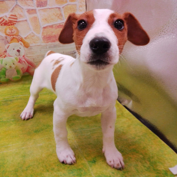 ジャック・ラッセル・テリア - 画像 (2)