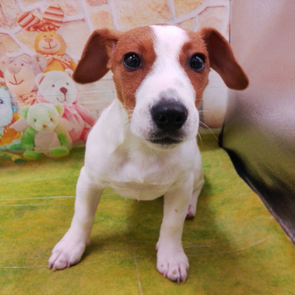 ジャック・ラッセル・テリア - 画像 (4)