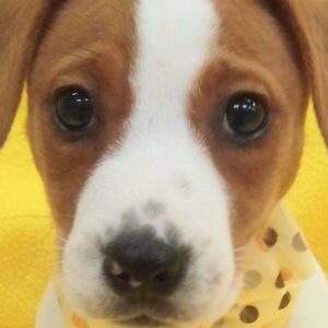 ジャック・ラッセル・テリア