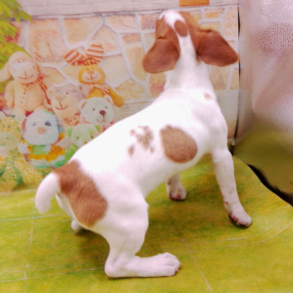 ジャック・ラッセル・テリア - 画像 (5)