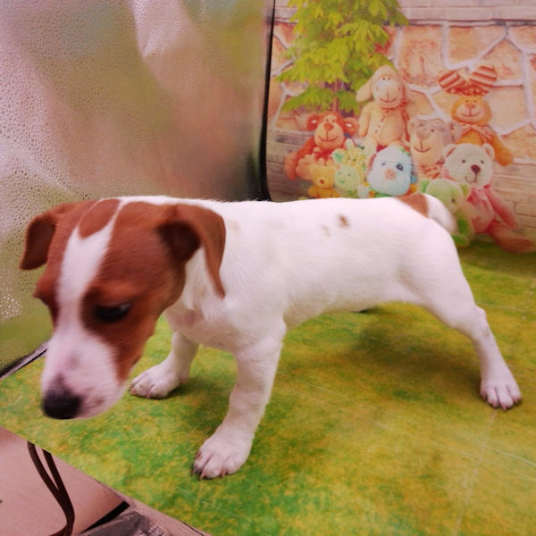 ジャック・ラッセル・テリア - 画像 (3)